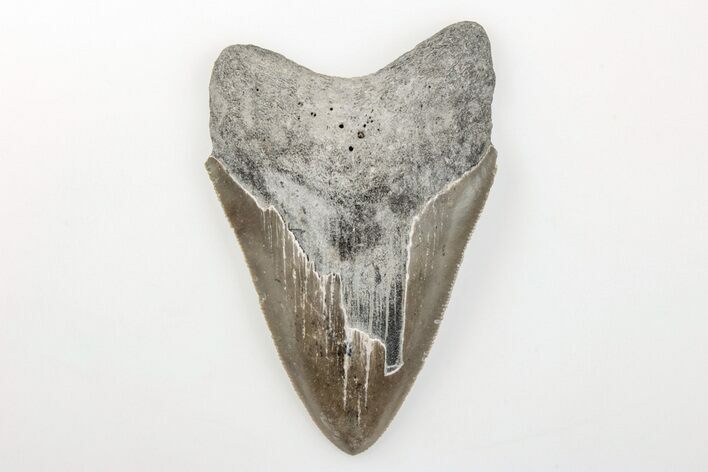 Serrated, 3.45" Fossil Megalodon Tooth - North Carolina